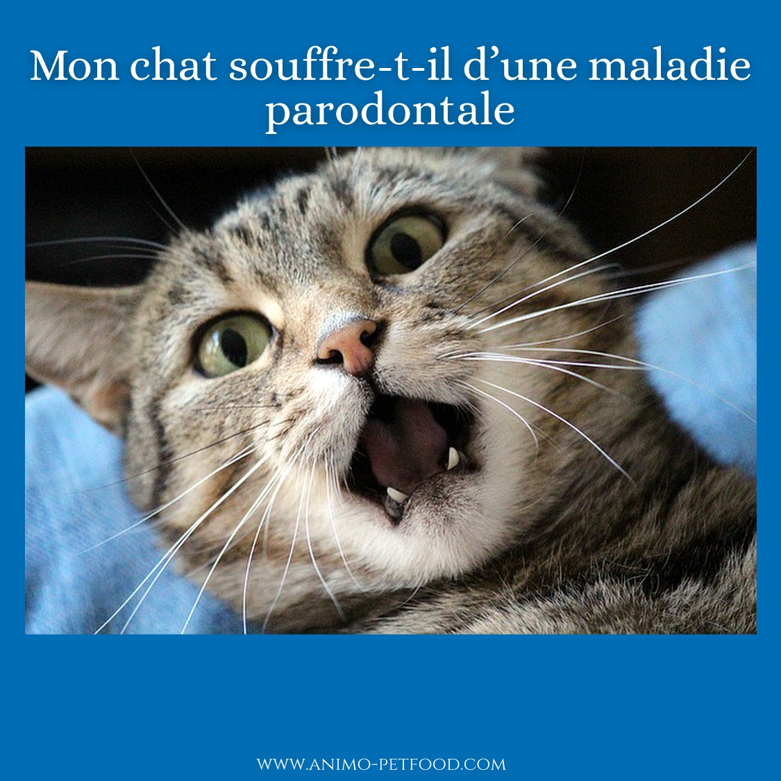 Problèmes dentaires chez les chats